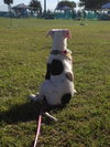 Lilu the Sweet Puppy