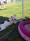 Lilu the Sweet Puppy