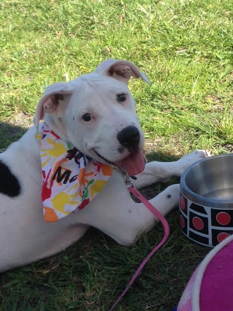 Lilu the Sweet Puppy