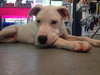Lilu the Sweet Puppy