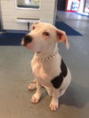 Lilu the Sweet Puppy