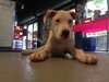 Lilu the Sweet Puppy