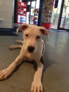 Lilu the Sweet Puppy