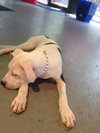 Lilu the Sweet Puppy