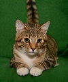 Megatron *FRONT DECLAWED*