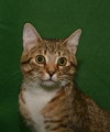 Megatron *FRONT DECLAWED*
