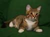 Megatron *FRONT DECLAWED*