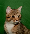 Megatron *FRONT DECLAWED*