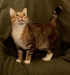 Megatron *FRONT DECLAWED*