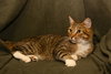 Megatron *FRONT DECLAWED*