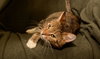 Megatron *FRONT DECLAWED*