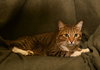 Megatron *FRONT DECLAWED*