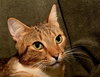 Megatron *FRONT DECLAWED*