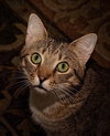 Megatron *FRONT DECLAWED*