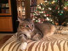 Megatron *FRONT DECLAWED*