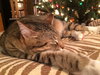 Megatron *FRONT DECLAWED*