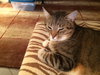 Megatron *FRONT DECLAWED*