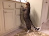 Megatron *FRONT DECLAWED*