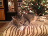 Megatron *FRONT DECLAWED*