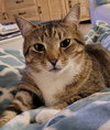 Megatron *FRONT DECLAWED*