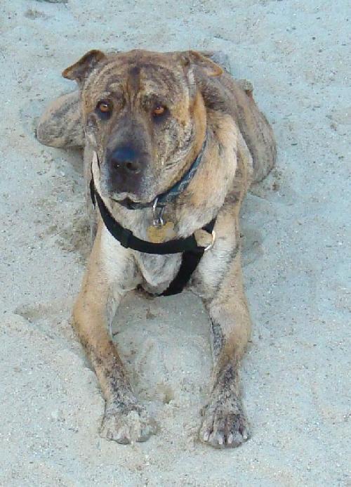 Brindle shar hot sale pei