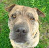 Tyson the Shar Pei