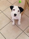 Lila