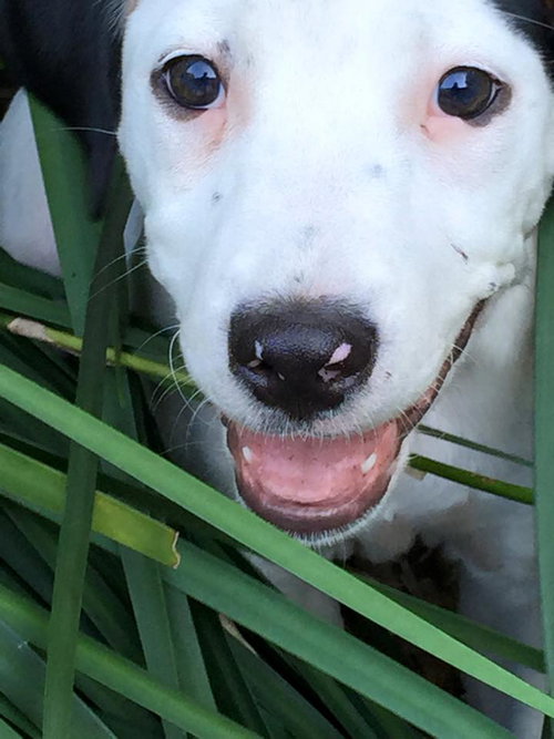 Lila