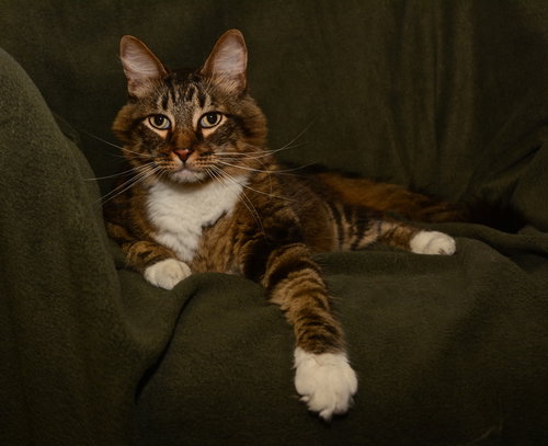 Hobbes