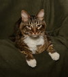 Hobbes