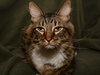 Hobbes