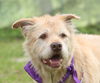 Sampson the Sweet Old Guy