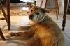 Sampson the Sweet Old Guy