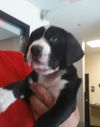 Chet the swiss puppy