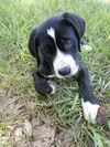 Chet the swiss puppy