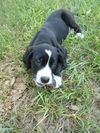 Chet the swiss puppy