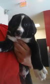 Joaquim (JoJo) the Swiss puppy
