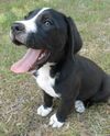 Joaquim (JoJo) the Swiss puppy