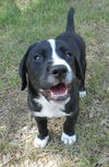 Joaquim (JoJo) the Swiss puppy