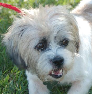 Jia Li the Shih Tzu