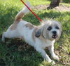 Jia Li the Shih Tzu