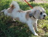 Jia Li the Shih Tzu
