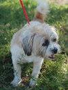 Jia Li the Shih Tzu