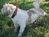 Jia Li the Shih Tzu