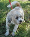 Jia Li the Shih Tzu