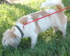 Jia Li the Shih Tzu