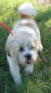 Jia Li the Shih Tzu