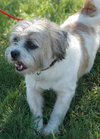 Jia Li the Shih Tzu