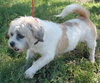 Jia Li the Shih Tzu
