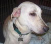 Tonya the Loving Unloved Lab